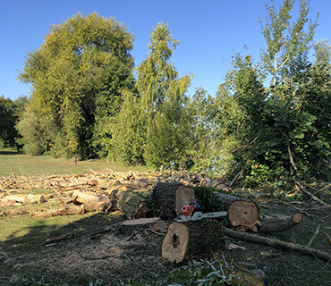 Abattage d'arbres La Roche
								Guyon